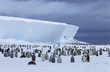 Emperor Penguin Aptenodytes forsteri colony and iceberg