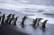 Chinstrap Penguins Pygoscelis antarcticus colony walking into sea