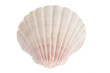 Scallop Seashell Scallop Seashell