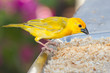 Yellow canary