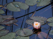 Lily flower