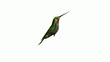 Hummingbird Hummingbird