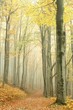 Mountain trail in the misty autumn forest in a nature reserve