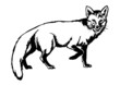Fox Fox