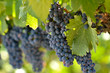 Photo: Red Grapes on the Vine in Napa Valley California Red Grapes on the Vine in Napa Valley California