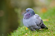 pigeon commun biset_1 pigeon commun biset_1