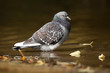 pigeon commun biset_1 pigeon commun biset_1