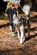 Alaskan Malamute