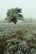 Photo: Tree in frosted heather field Tree in frosted heather field