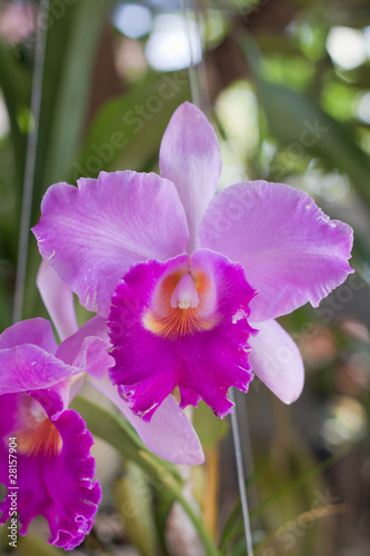 multi colored orchids
