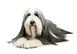 Bearded Collie, 4 years old, of white background Bearded Collie, 4 years old, of white background