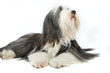 Bearded Collie, 4 years old, of white background Bearded Collie, 4 years old, of white background