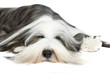 Bearded Collie, 4 years old, of white background Bearded Collie, 4 years old, of white background