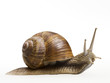 Schnecke