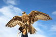 Golden eagle