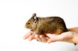 Degu on female hand isolated on white background