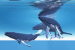 Underwater Whales