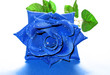 Blue Valentine’s Rose Blue Valentine’s Rose