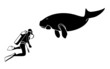 Scuba diver and dugong contour silhouettes isolated