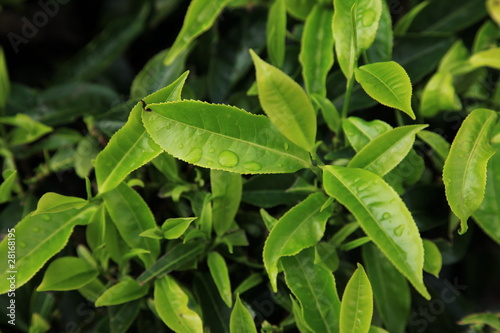 Photo: Tea Leaves, Malaysia Tea Leaves, Malaysia