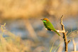 Green Bee-Eater Green Bee-Eater