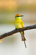 Green Bee-Eater Green Bee-Eater