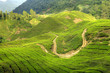 Tea Plantation, Malaysia