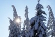 Baumwipfel im Schnee
