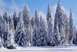 Schnee-Wald