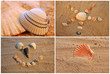 Muschelbilder