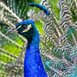 blauer Pfau