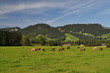 Allgäu
