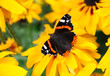 Butterfly on the yellow daisy