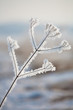 blade of grass in the frost blade of grass in the frost