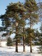 Three pines