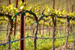 Vineyard in Spring