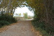 camino en el bosque camino en el bosque