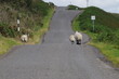 Scotish highway with sheep Scotish highway with sheep