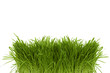 Bunch of green spring grass