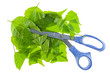 Scissors cut green leaves Scissors cut green leaves
