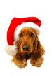 Christmas puppy with Santa hat