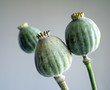 Mohn