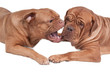 Dogs playing