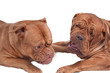 Two dogs playing