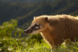 Coati on the edge