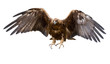 golden eagle, isolated golden eagle, isolated