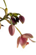Wild orchid on white background Wild orchid on white background