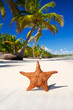 Starfish on white sand