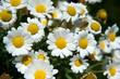 White daisies. Very short depth of field