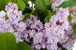 Bouquet of lilac